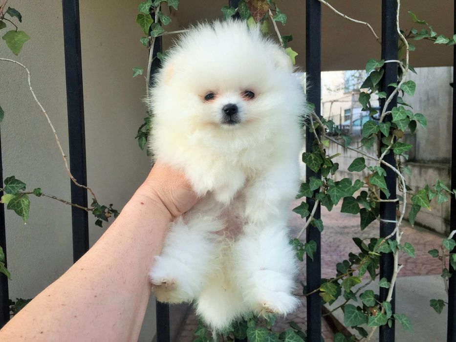 Померан мини Померанчета