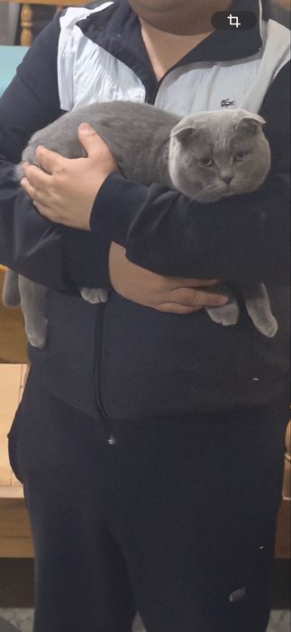 Ko'paytirish uchun Britanskiy Fold  (Vyazka xizmati)