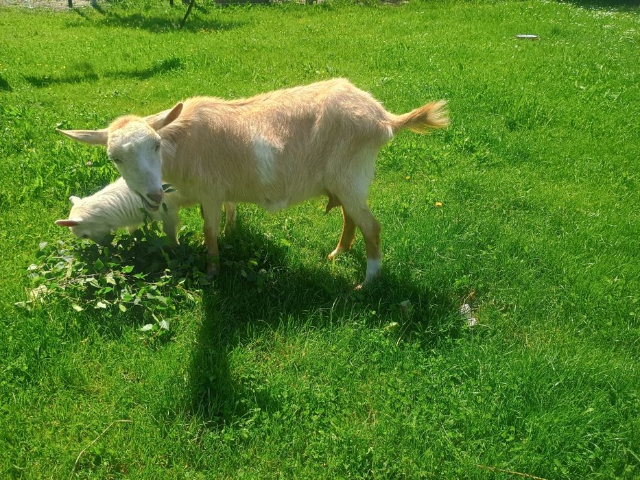 Vând capră la a doua fătare cu ieduță!