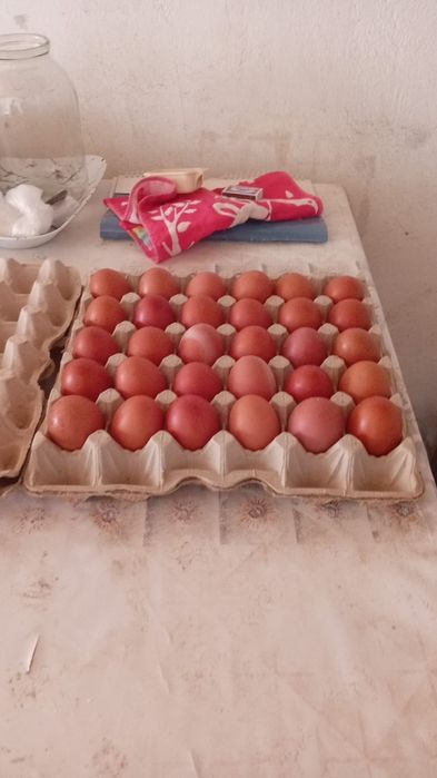 Домашняя яйцо  есть