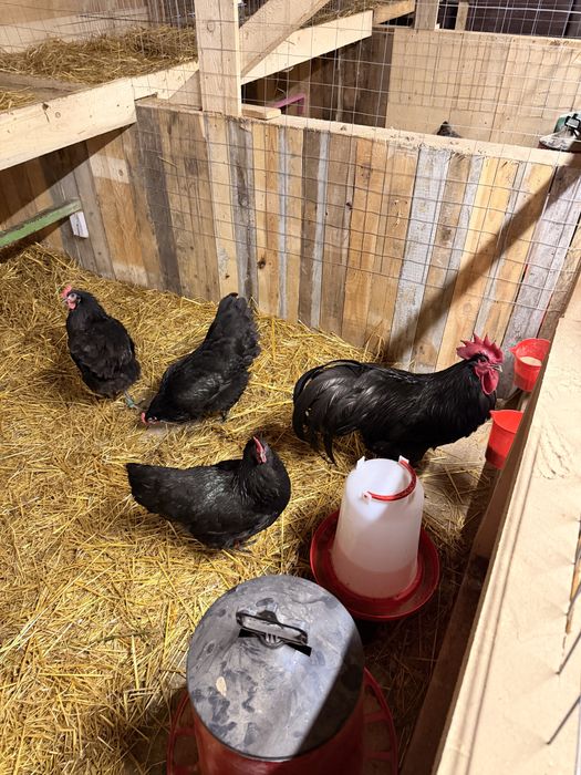 Vand familie 2 gaini si 1 cocos Australorp Negru