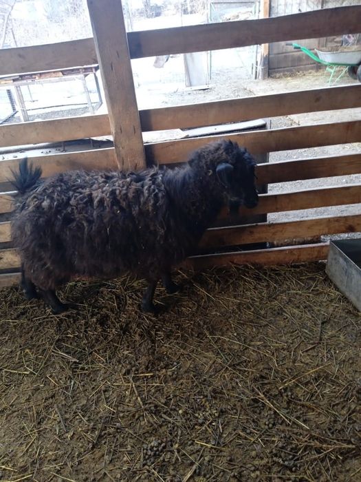 Продам         коз