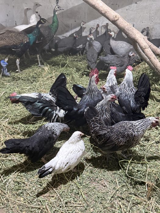 куры карликовые шабо