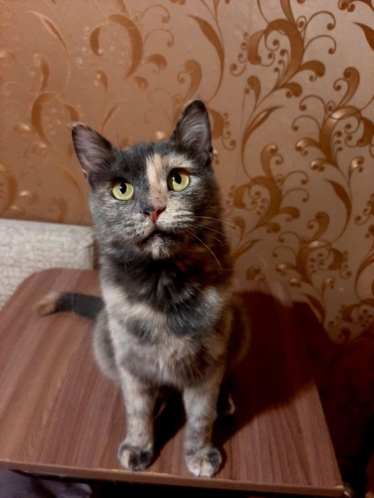 Молодая кошечка в добрые руки