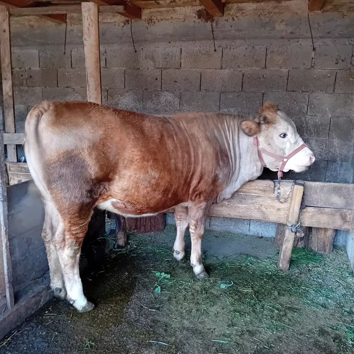 De vânzare negociabil