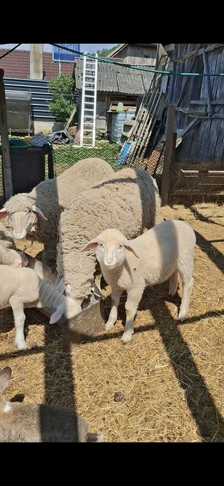 Oi merinos de cluj.