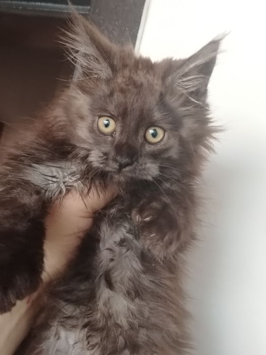 Кошечка мейн-кун