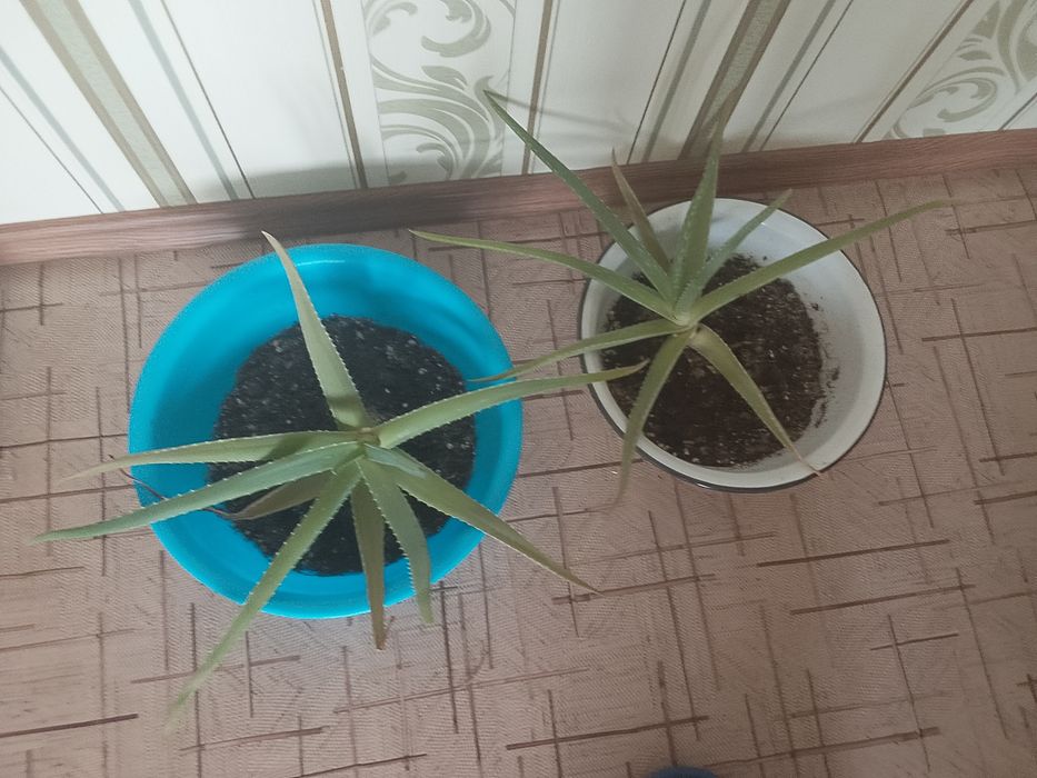 Алоэ  лечебный домашние