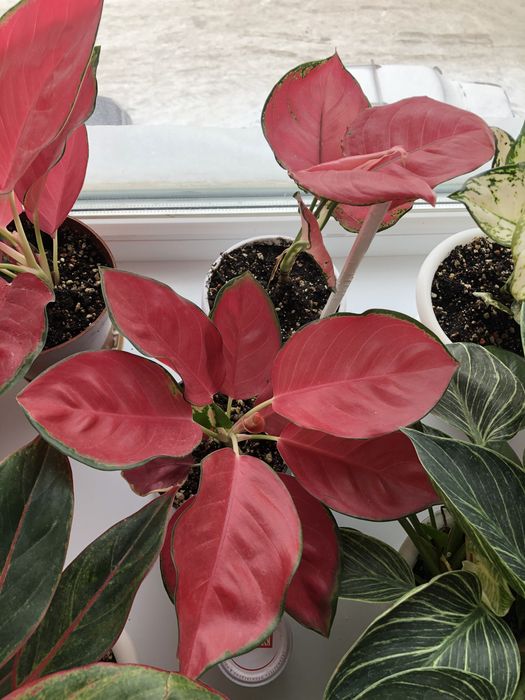 Цветы для дома.