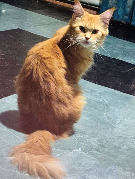 Котята срочно продам