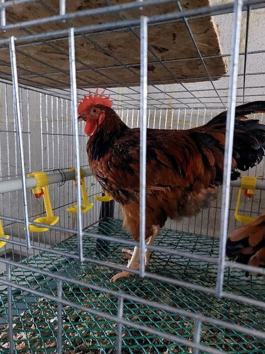 продам петушков кученской породы