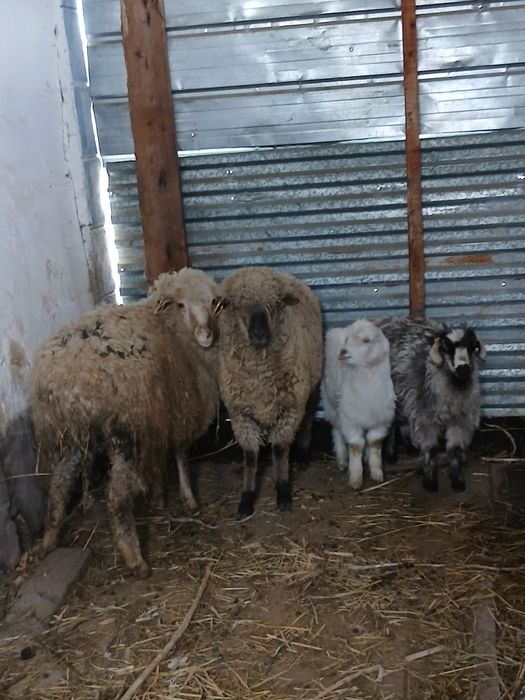 Срочно ! Продаётся молодые бараны