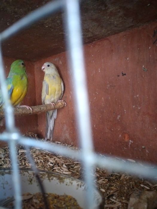 Сайрок,и ту'ти к,уши сотувда