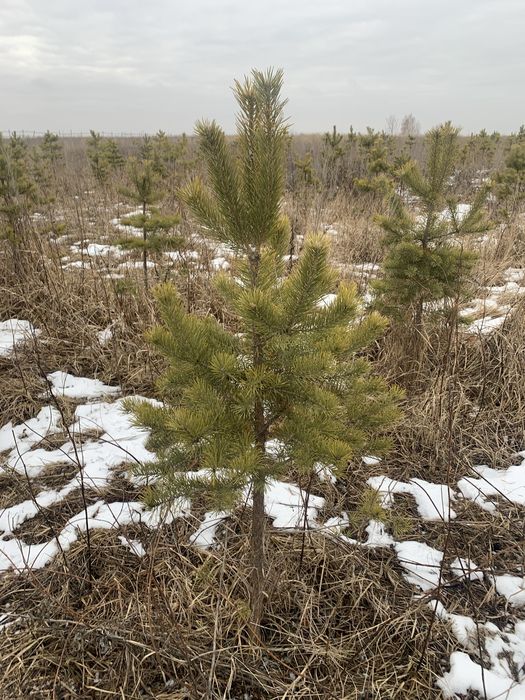 Сосна обыкновенная , продам