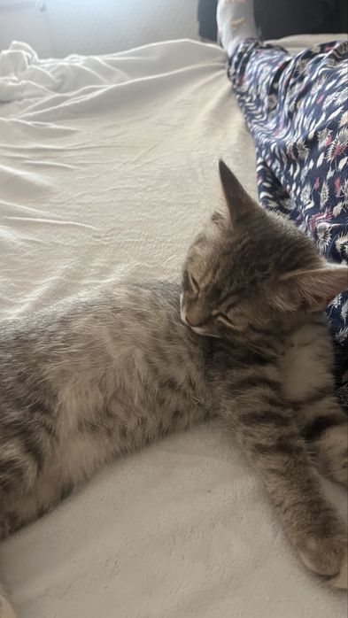 Котёнок Бесплатно