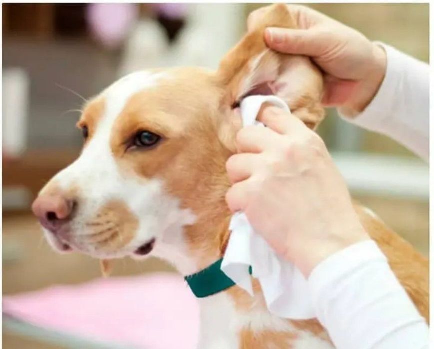 Ветеринар Дмитрий , Терапевт!