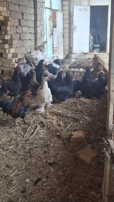 Damashni tovuqlar sotiladi