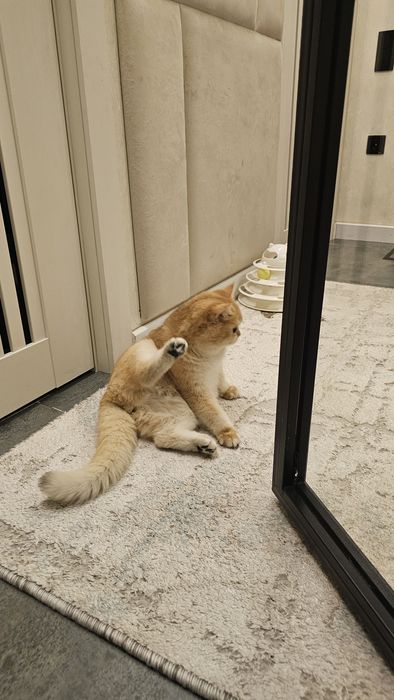 Продаётся чистокровная британка оригинал ny12 окрасе