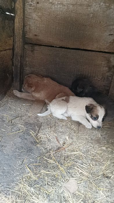 Отдам щенков  в добрые руки