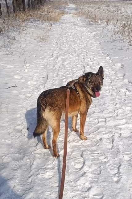 Ищем дом и своего человека