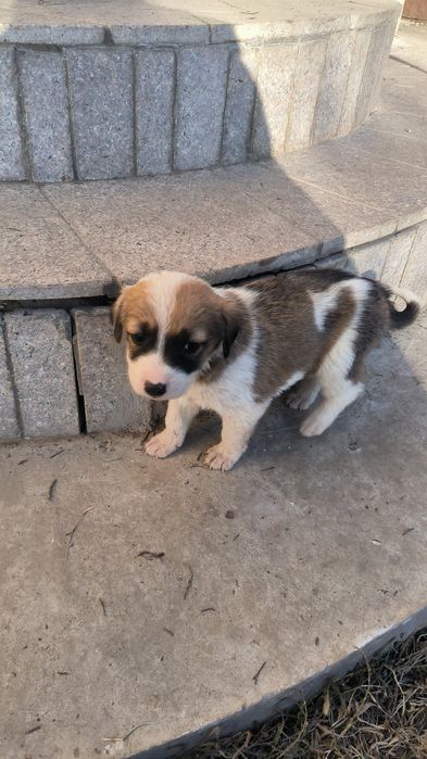 Собаки совершенно бесплатно