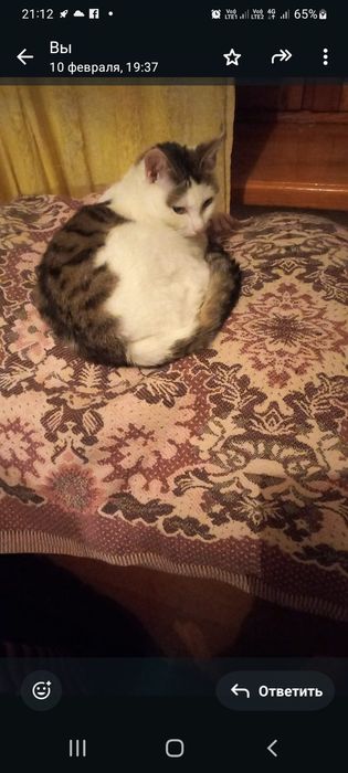 домашние животные