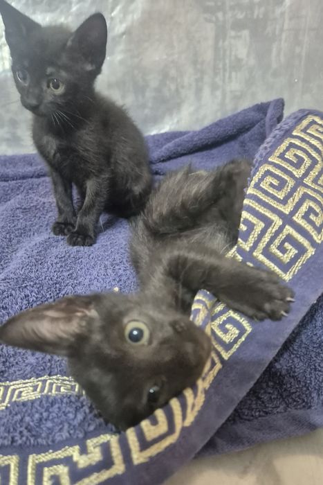 Котята мальчик и девочка