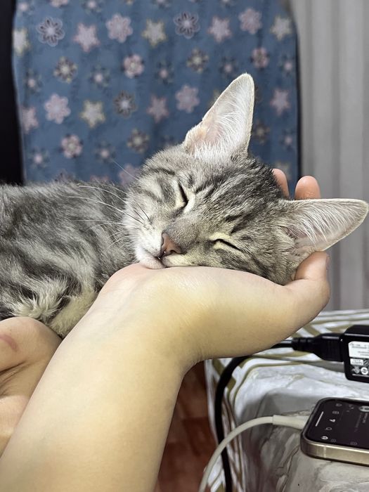 кот,бесплатно алматы