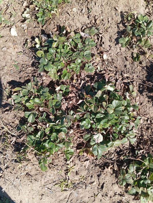 Продам многоразовую клубнику