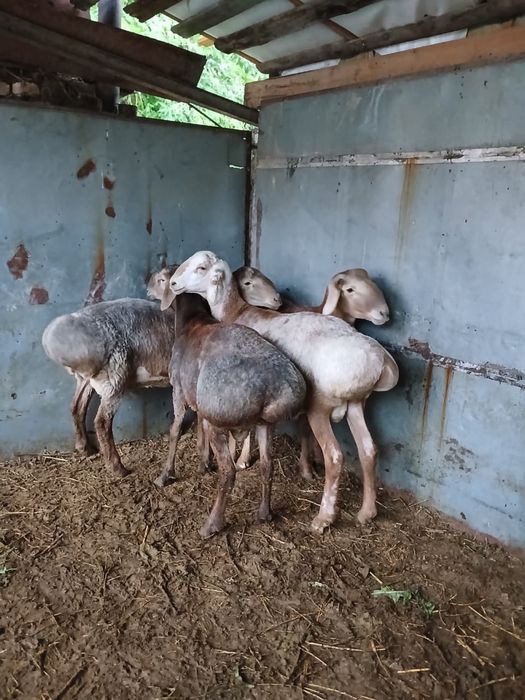 Бараны овцы кошкары жирные