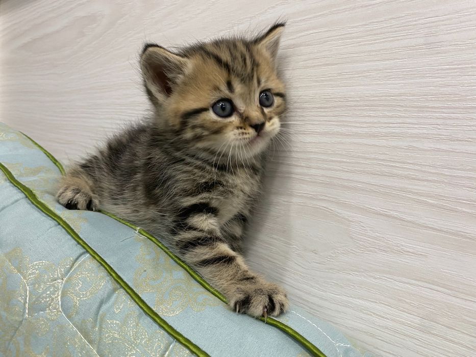 Мушук скоттишфолд