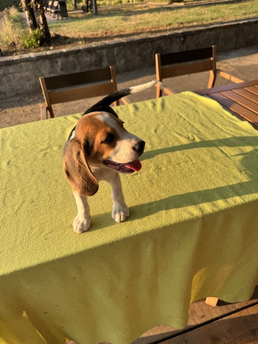 Pui Beagle cu pedigree disponibil