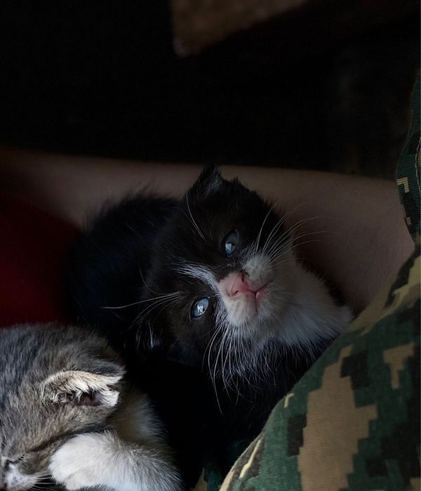 Котята 2месяца вислоухие