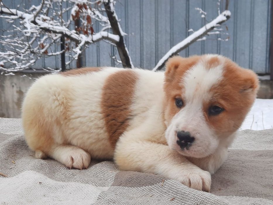 Щенки САО Алабая