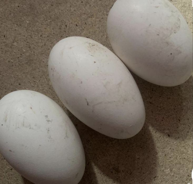 Гусинные инкубационные яйца