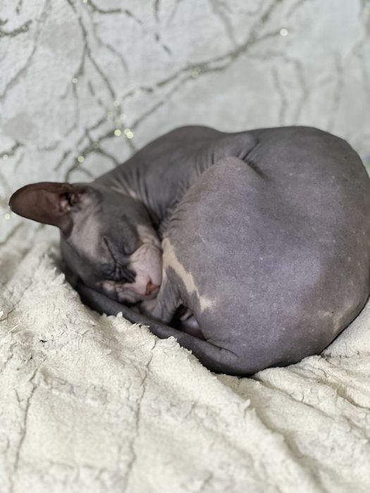 Кошечка канадский сфинкс