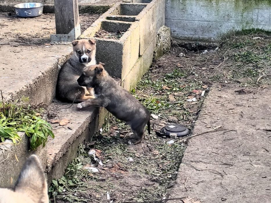 Donez catelusi metis Huski