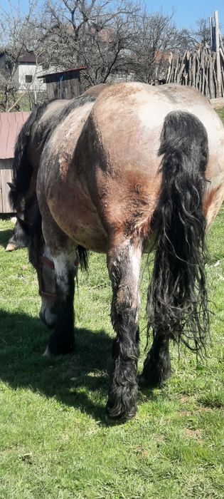 Iapa tânără gestanta