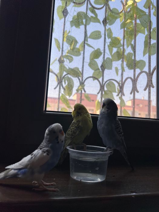 Valnistiy ko’k-oq rangli va Sariq Andurka ruchnoy polruchnoy qushlar