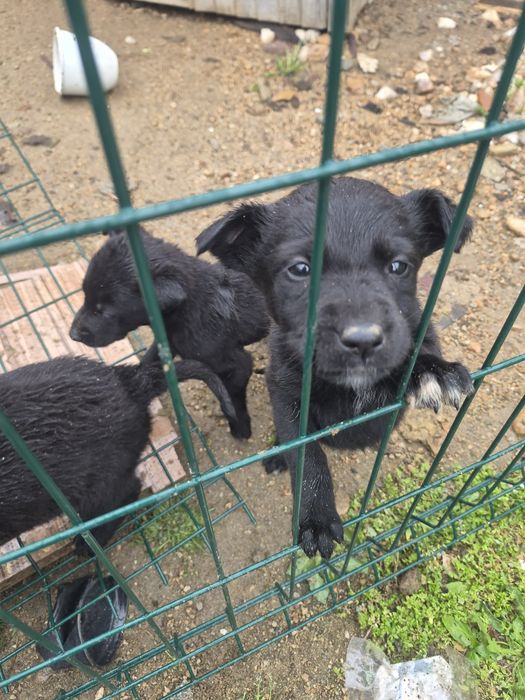 Подарявам кученца