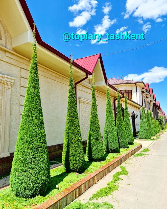 Archaga ulkan dik kiradi