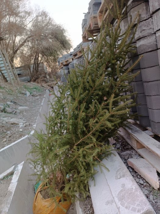 Продам европейскую ёлку