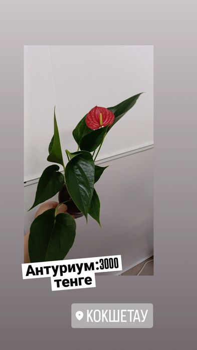 Антуриум:3000 тенге