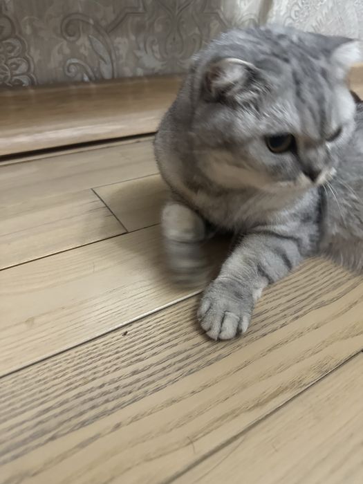 Шотлантская вислоухая