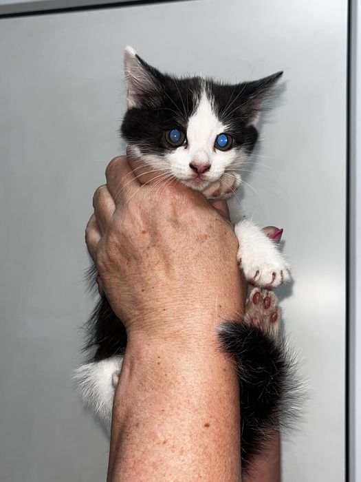 котята бесплатно