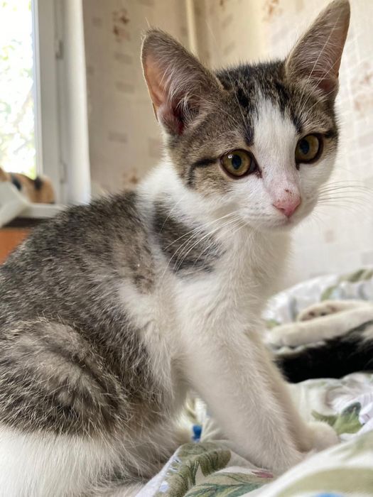 Котенок девочка ищет дом