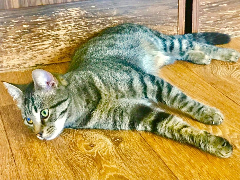 Котета за осиновяване