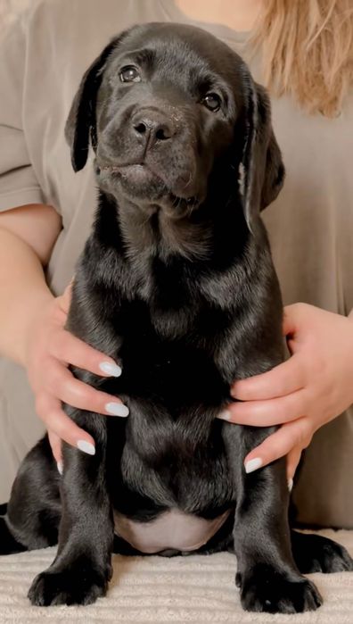 Щенок лабрадора ретривера