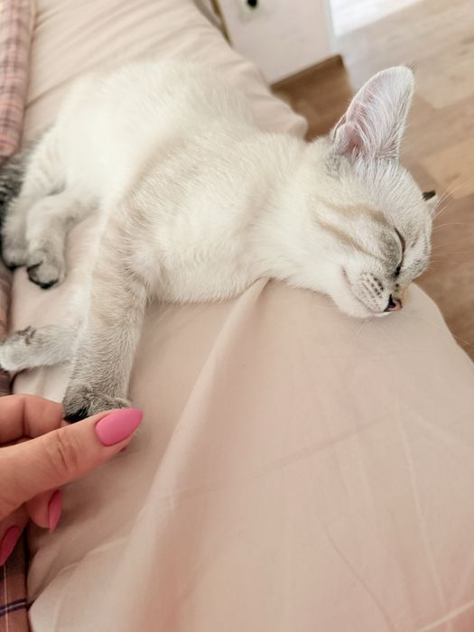 Котенок сиамки и сибиряка