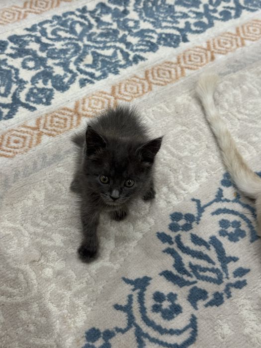 Отдается котенок в добрые руки